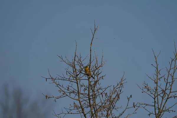 Une Emberiza citrinella Yellowhammer est assise sur un arbre le matin — Photo
