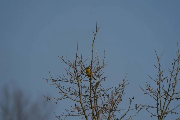 Um marinheiro Emberiza citrinella senta-se em uma árvore pela manhã — Fotografia de Stock