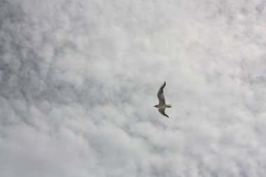 Fransa 'da güneşli bir günde bir martı uçuyor.