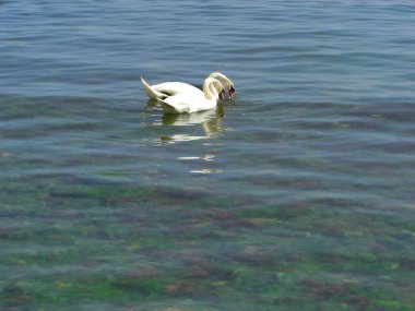 Baltık Denizi kıyısında yüzen iki beyaz kuğu.