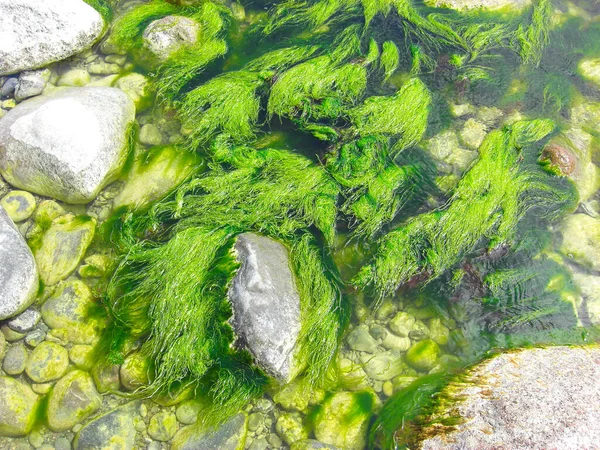 Algas Verdes Com Pedras Água Mar — Fotografia de Stock