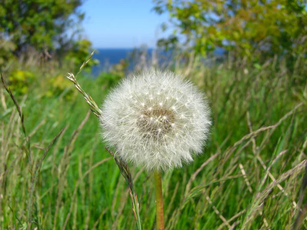 Beau Pissenlit Blanc Dans Une Prairie Avec Mer Baltique Arrière — Photo