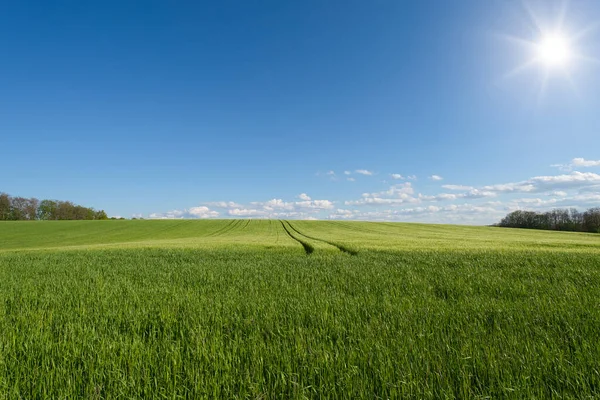 Прекрасный Закат Пшеничном Поле Голубом Небе — стоковое фото