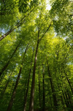 Ağaçlara bakan gökyüzüne bakan bir manzara.