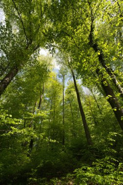 Ağaçlara bakan gökyüzüne bakan harika bir manzara.