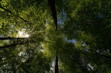 Ağaçlara bakan gökyüzüne bakan harika bir manzara.