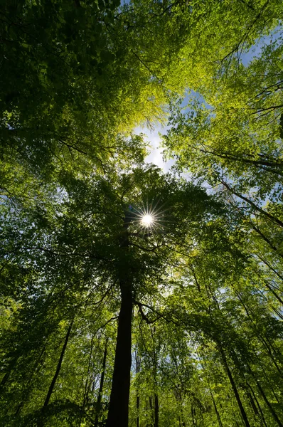 Μια άποψη μέχρι τον ουρανό κατεύθυνση δέντρα — Φωτογραφία Αρχείου