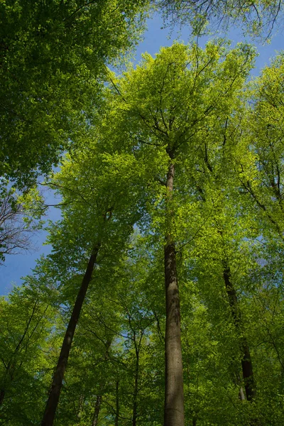 Wspaniały Widok Górę Kierunku Drzew Niebo — Zdjęcie stockowe