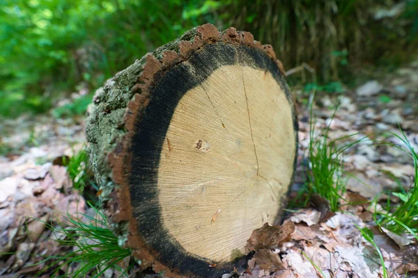 Tronco Árbol Recién Aserrado Primer Plano Borde Del Bosque —  Fotos de Stock