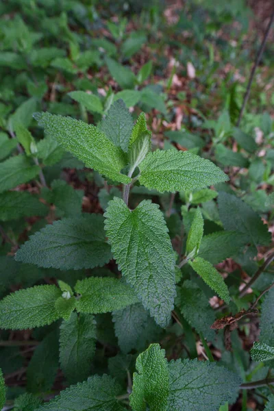 Teucrium scorodonia nazwa zwyczajowa leśny niemiecki lub szałwia drzewna, jest wieloletnie zioło należące do rodzaju Teucrium z rodziny Lamiaceae — Zdjęcie stockowe