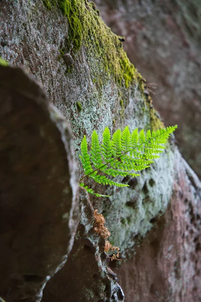 Μια Φτέρη Φυτρώνει Από Μια Πέτρα Την Άνοιξη Στο Δάσος — Φωτογραφία Αρχείου