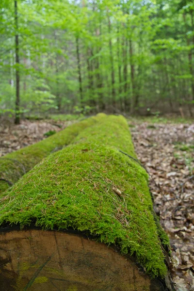 Ένα Παχύ Στρώμα Πράσινων Βρύων Ένα Υλοτομημένο Δέντρο Στο Δάσος — Φωτογραφία Αρχείου