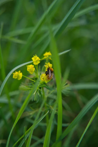 Eine Honigbiene saugt im Frühling Honig aus gelben Blüten — Stockfoto