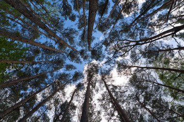 Ağaç tepelerine bakmak. Alt görünüm arkaplanı. Gökyüzünü çevreleyen ağaç tepeleri. Düşük Açı 'daki çam ağaçlarının tepeleri. Kozalaklı orman. Uzun dikenli çam ağaçları. Ağaç gövdesi