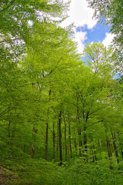 Baharda Palatinate Ormanı 'nda. Derebeyi Ormanı 'nda yeşil ağaçlar ve mavi gökyüzü Kuzey Vosferleri Biyosfer Rezervi, Almanya