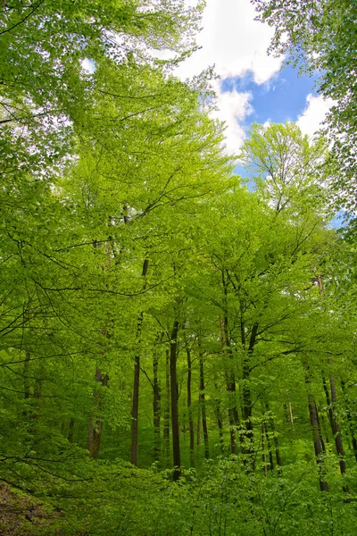 Las Palatynatów Wiosną Zielone Drzewa Błękitne Niebo Rezerwacie Biosfery Las — Zdjęcie stockowe