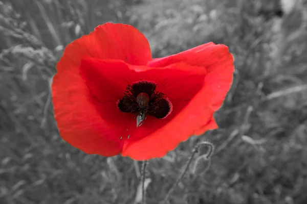 Das Rot eines Mohns in einem Schwarz-Weiß-Bild — Stockfoto