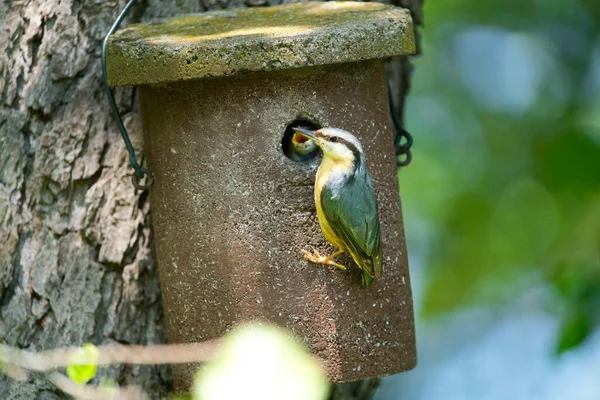 Een Nuthatch Sitta Eurpaea Proberen Zijn Jongen Voeden Het Vogelhuis — Stockfoto