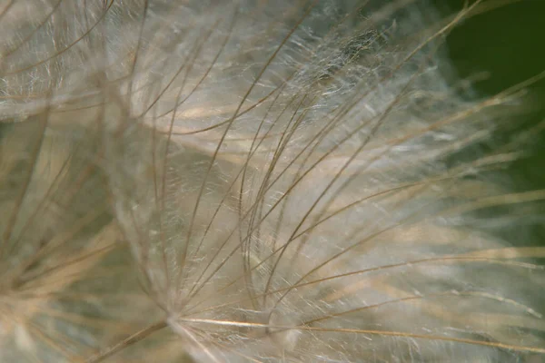 Gros Plan Des Graines Pissenlit Été — Photo