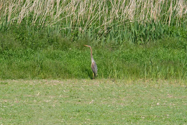 Ein Purpurreiher Sucht Auf Einem Feld Nach Nahrung — Stockfoto