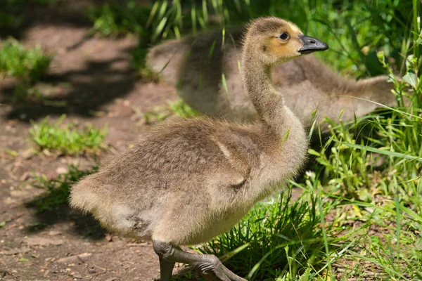 Eine Süße Junge Kanadagans Gosling Auf Nahrungssuche Gras — Stockfoto