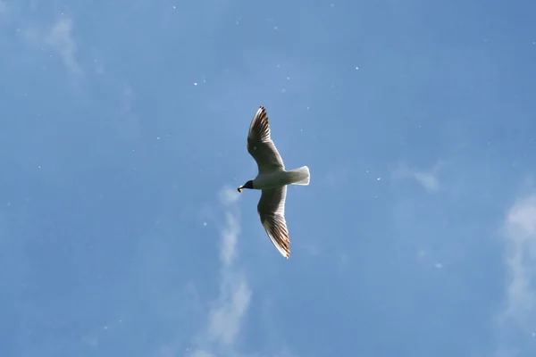 Een Prachtige Zwarthoofdige Meeuw Vlucht Met Vleugels Uitgespreid Blauwe Lucht — Stockfoto