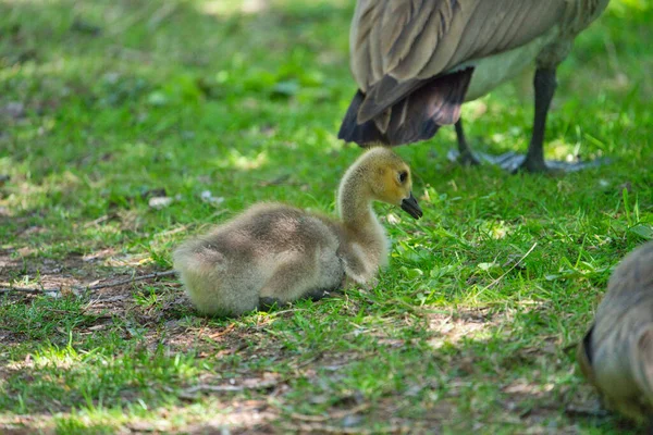 Bonito Jovem Canadá Goose Gosling Forrageamento Grama — Fotografia de Stock