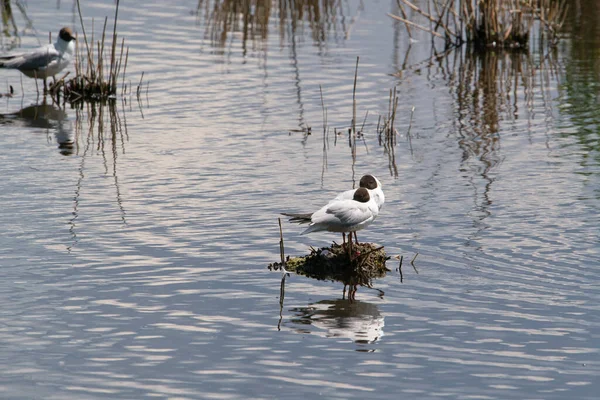 Par Gaivotas Cabeça Preta Reserva Natural Meio Dia — Fotografia de Stock