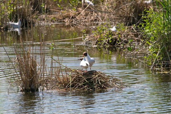 Par Gaivotas Cabeça Preta Reserva Natural Meio Dia — Fotografia de Stock