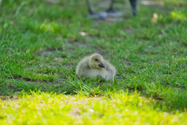 Eine Süße Junge Kanadagans Gosling Auf Nahrungssuche Gras — Stockfoto