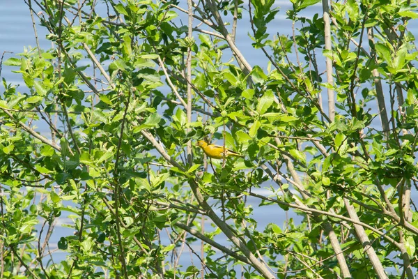 Der Grünfink Sitzt Frühjahr Auf Einem Ast Lat Chloris Chloris — Stockfoto