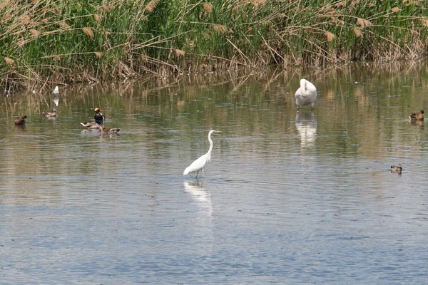 some waterfowl on a lake but the focus is on a beautiful white heron