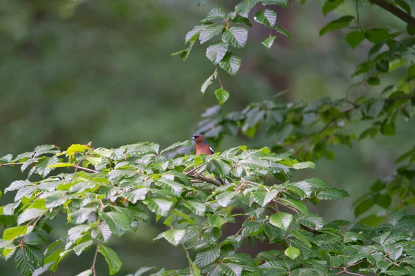 Mężczyzna Pospolity Chaffinch Fringilla Coelebs Gałęzi Lesie — Zdjęcie stockowe