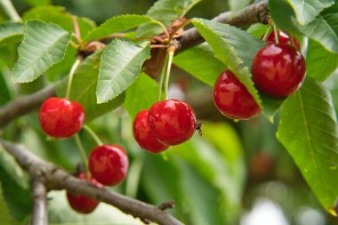 Yaz başında hasat zamanından hemen önce dalda kırmızı ve tatlı kirazlar.