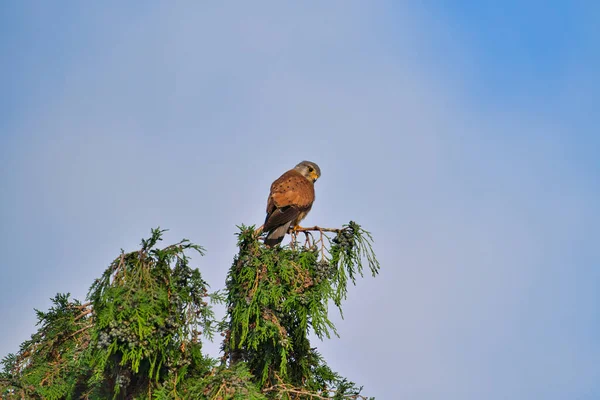 Хищная Птица Верхушке Дерева Falco Tunculus Охотничья Добыча Готова Еде — стоковое фото