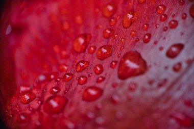 Su soyut kırmızı yüzeye düşer.