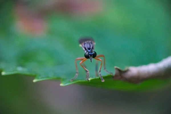 Dioctria Hyalipennis Est Genre Amphibiens Famille Des Asilidae — Photo