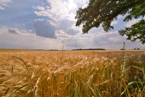 Campo Cebada Madura Rama Roble Solitario — Foto de Stock