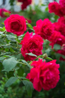 Gül bahçesinde açan kırmızı gül arkaplanda kırmızı güller.