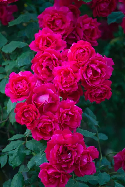 Flor Rosa Vermelha Florescendo Rosas Jardim Fundo Flores Rosas Vermelhas — Fotografia de Stock