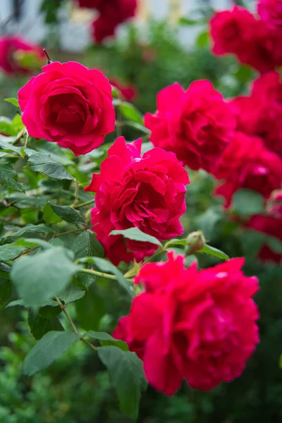 Κόκκινο Τριαντάφυλλο Λουλούδι Ανθίζει Στον Κήπο Τριαντάφυλλα Στο Παρασκήνιο Κόκκινα — Φωτογραφία Αρχείου