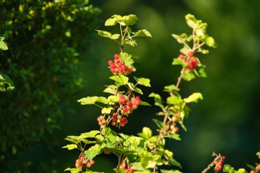 Yazın bir bahçede olgun kırmızı frenk üzümü dalı