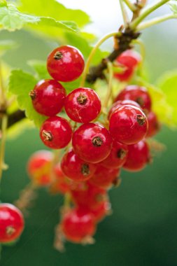Yazın bir bahçede olgun kırmızı frenk üzümü dalı
