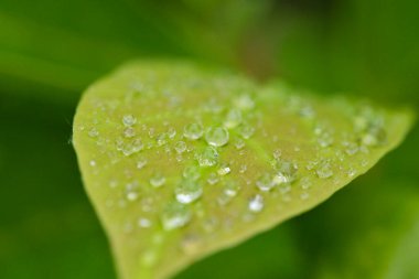Su damlalı yeşil yaprak, makro, sabah yağmurundan sonra doğa.