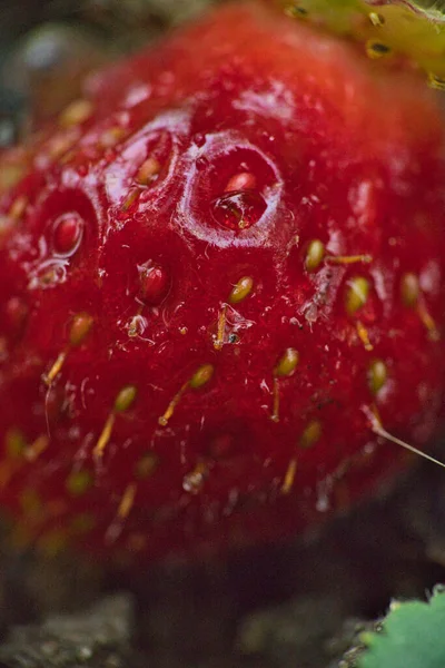 Φράουλα Άγριοι Θάμνοι Βατόμουρου Φράουλες Ανάπτυξη Στον Κήπο Βατόμουρα Και — Φωτογραφία Αρχείου