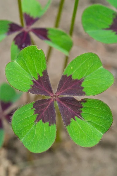 Fioletowy Wyśrodkowane Zielone Serce Kształcie Liści Shamrock Roślin Oxalis Tetraphylla — Zdjęcie stockowe