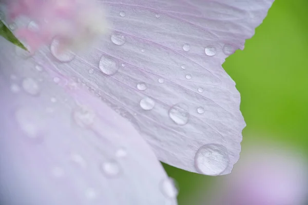 Gocce Pioggia Sui Petali Bianchi Primo Piano — Foto Stock