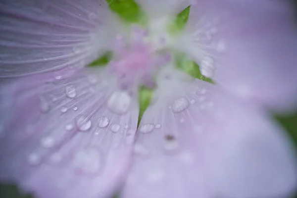 Gotas Chuva Pétalas Brancas Close — Fotografia de Stock