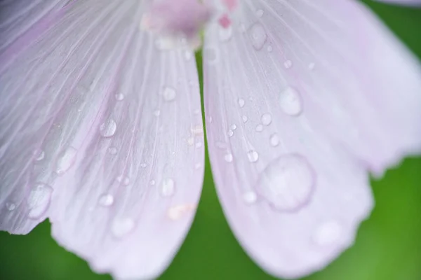 Gocce Pioggia Sui Petali Bianchi Primo Piano — Foto Stock