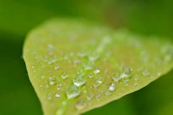 Grönt Löv Med Vattendroppar Makro Natur Bakgrund Efter Morgon Regn — Stockfoto